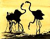 Flamingos